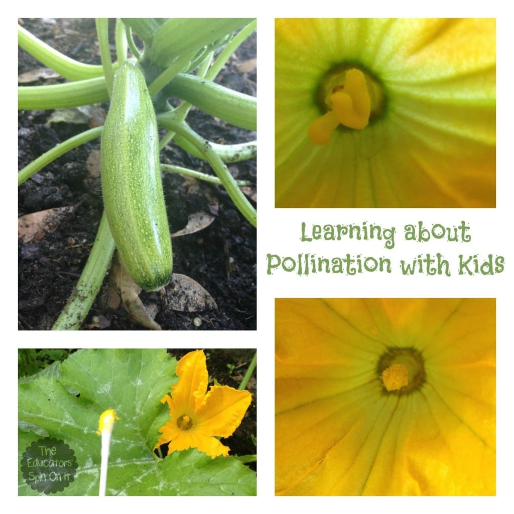 learning about pollination with kids and zucchini