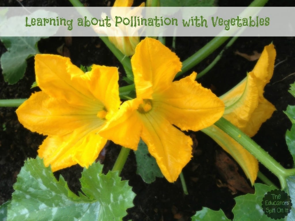 learning about pollination with zucchini