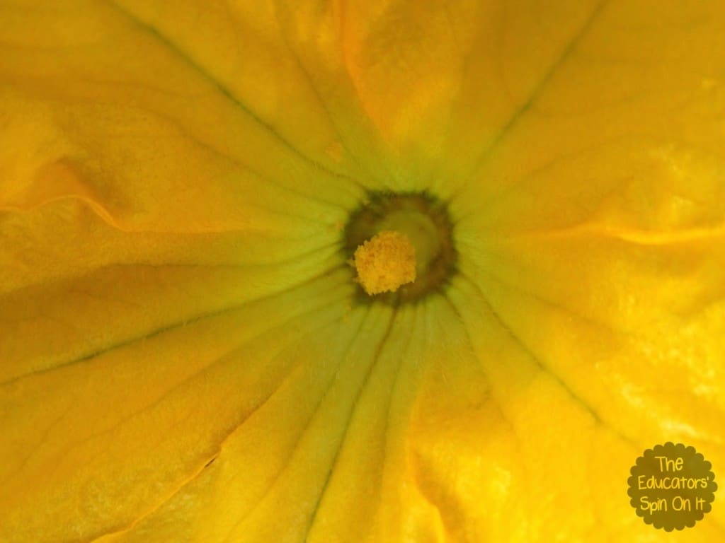 male zucchini flower blossom 