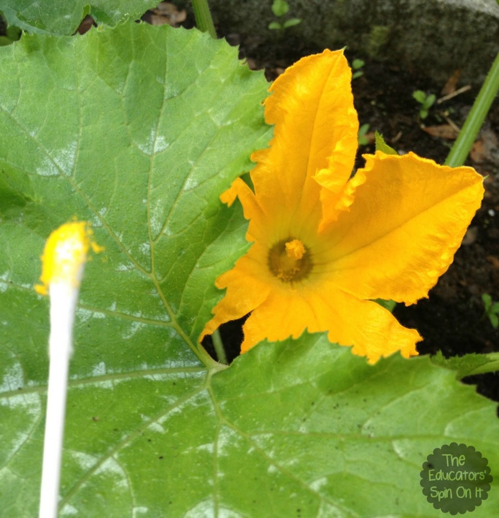 Pollinating zucchini with q-tip