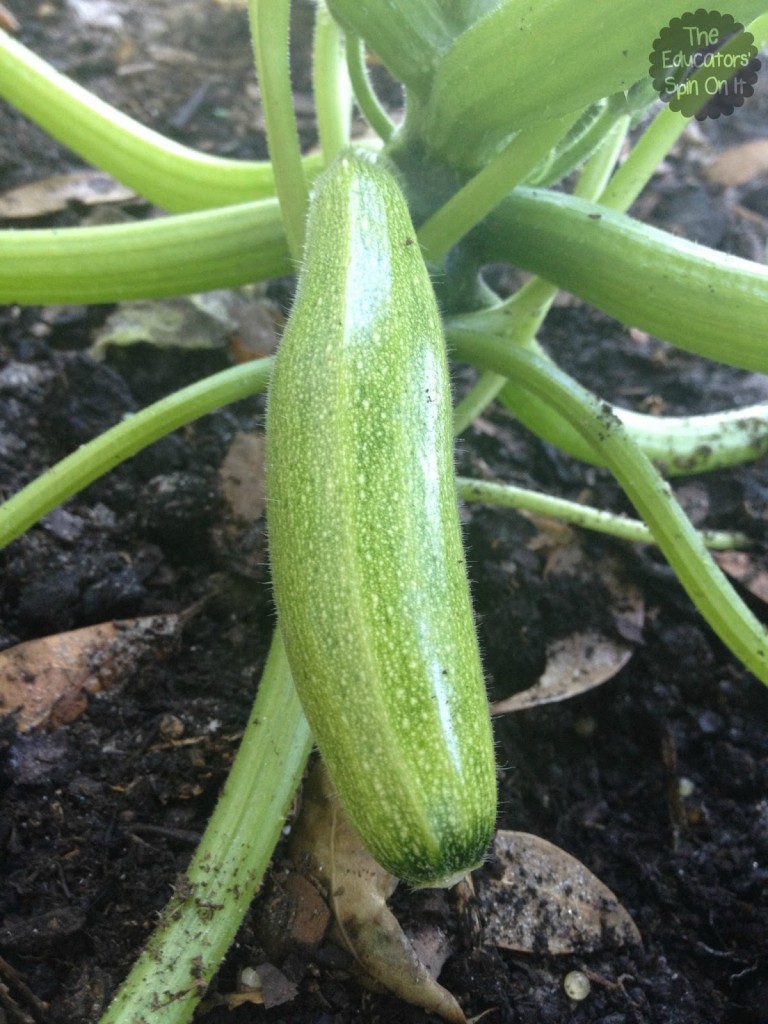 Zucchine in garden ready to be picked 