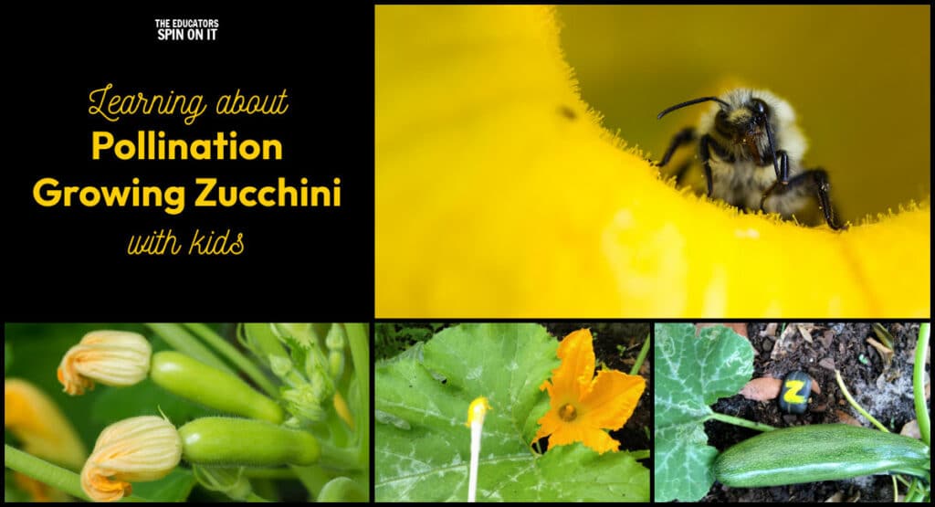 Learning about pollination by growing zucchini with kids
