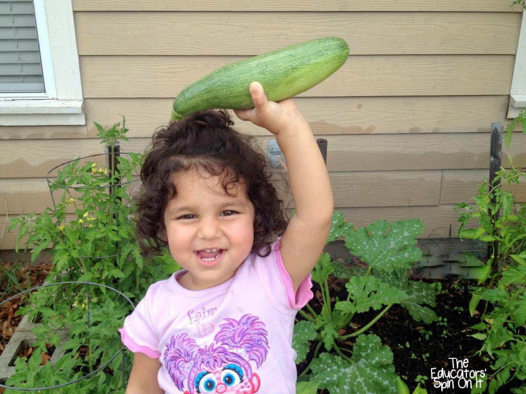 Young girl picking zucchine from garden 