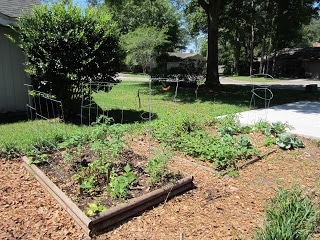 Raised Beds for Backyard gardening 
