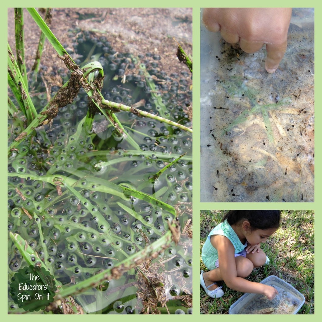 Exploring Tadpoles for Summer Science with Kids