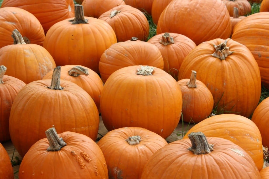 Pumpkins at pumpkin patch for baby activities this fall