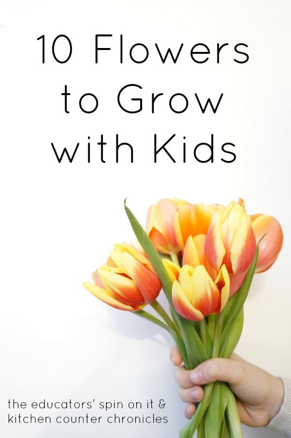 Tulip Flowers with yellow and orange held by a child's hand