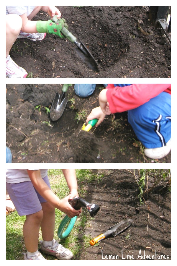 Growing a Preschool Garden