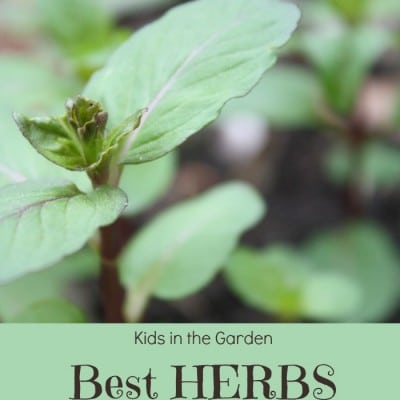 The Best Herbs to Grow with Children