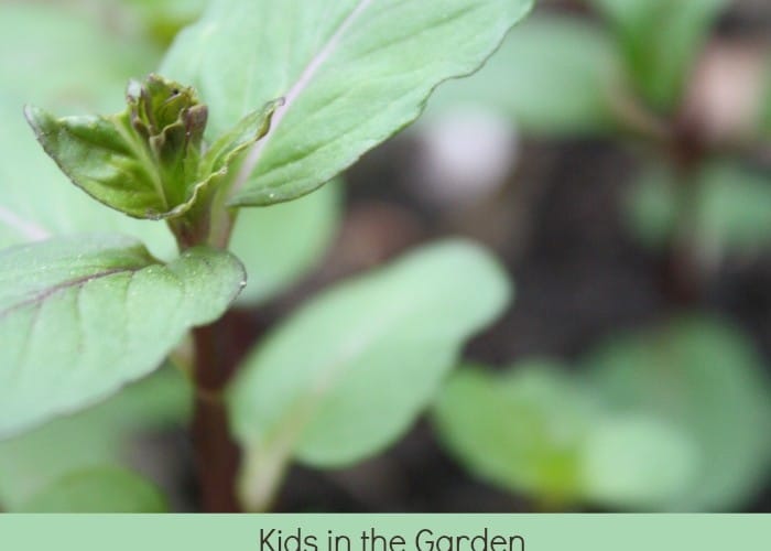 Best herds to grow in garden