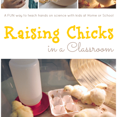 Raising Chicks in the Classroom