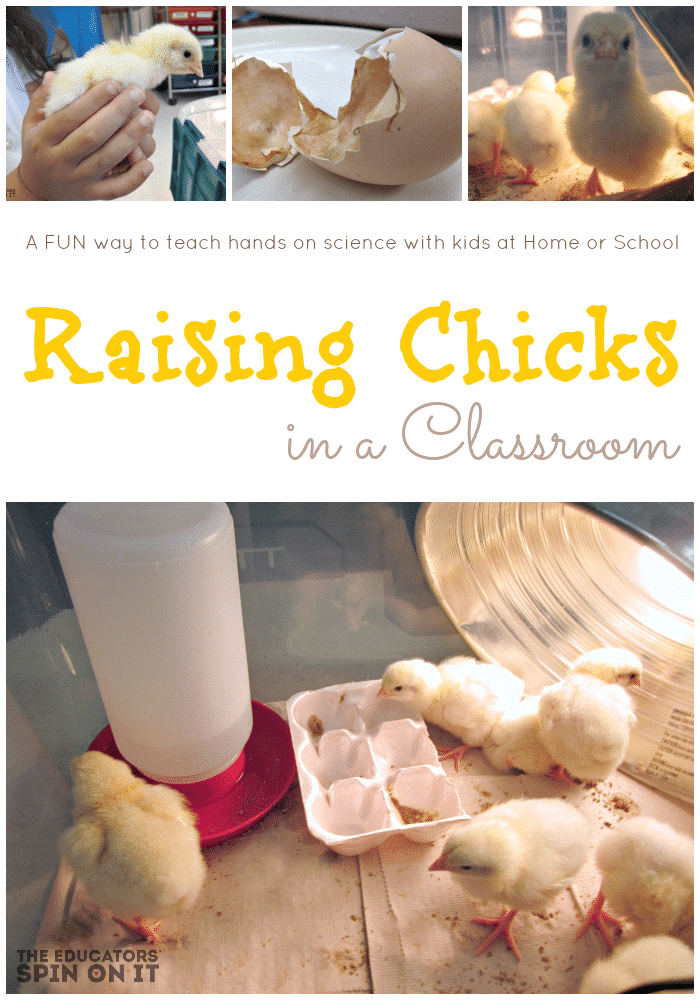 Tips for Raising Chicks in a Class or at Home with the help of your local farmer's programs