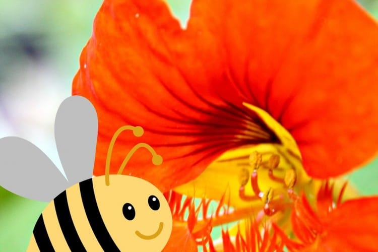 bee science activities for preschool