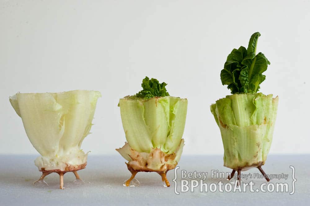 Grow Romaine from Kitchen Scraps : Starting at different days to compare growth