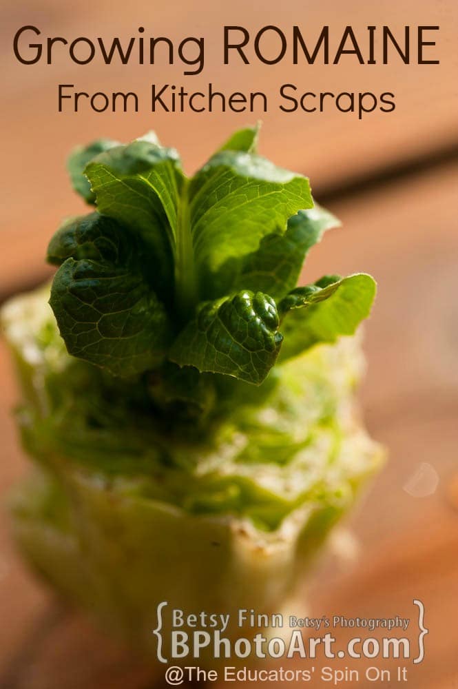 Grow Romaine from Kitchen Scraps : An easy science experiment to do with your kids