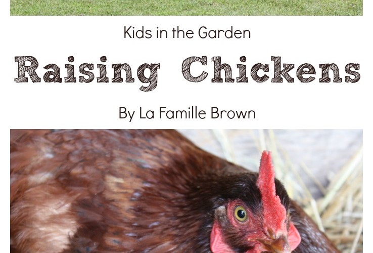 Helpful tips for raising chickens with kids