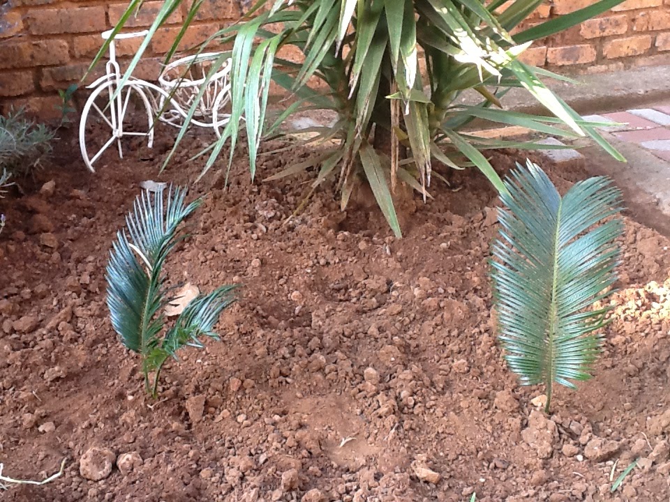 planting cycads with kids in the garden