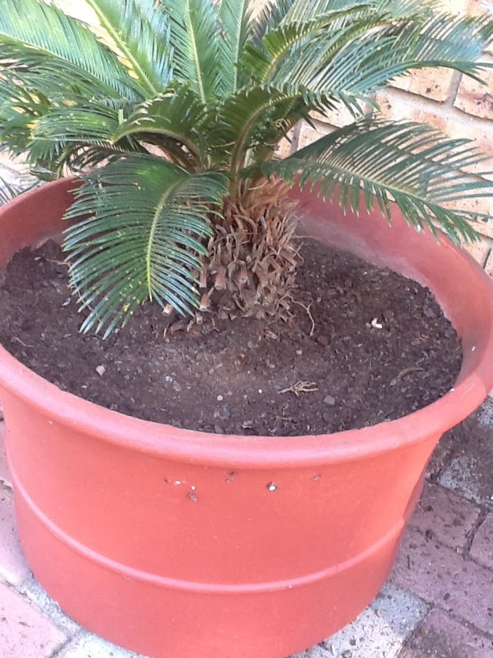 planting cycads with kids in the garden