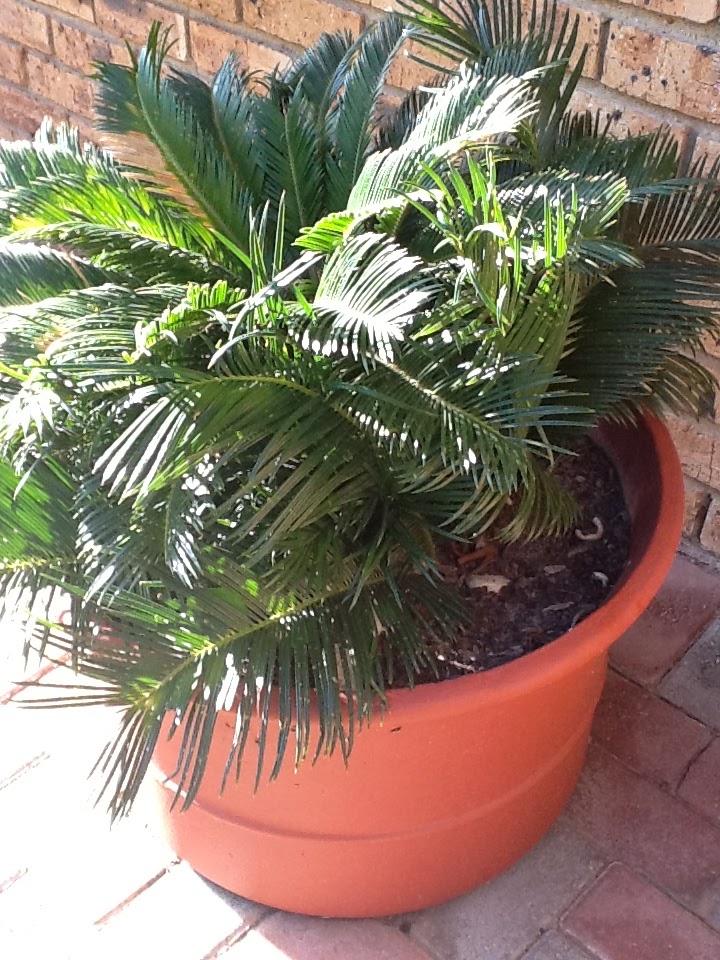 planting cycads with kids in the garden