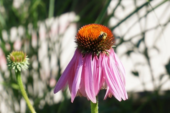 Set of 25 Flower Seed Packets Including 10 Or More Varieties