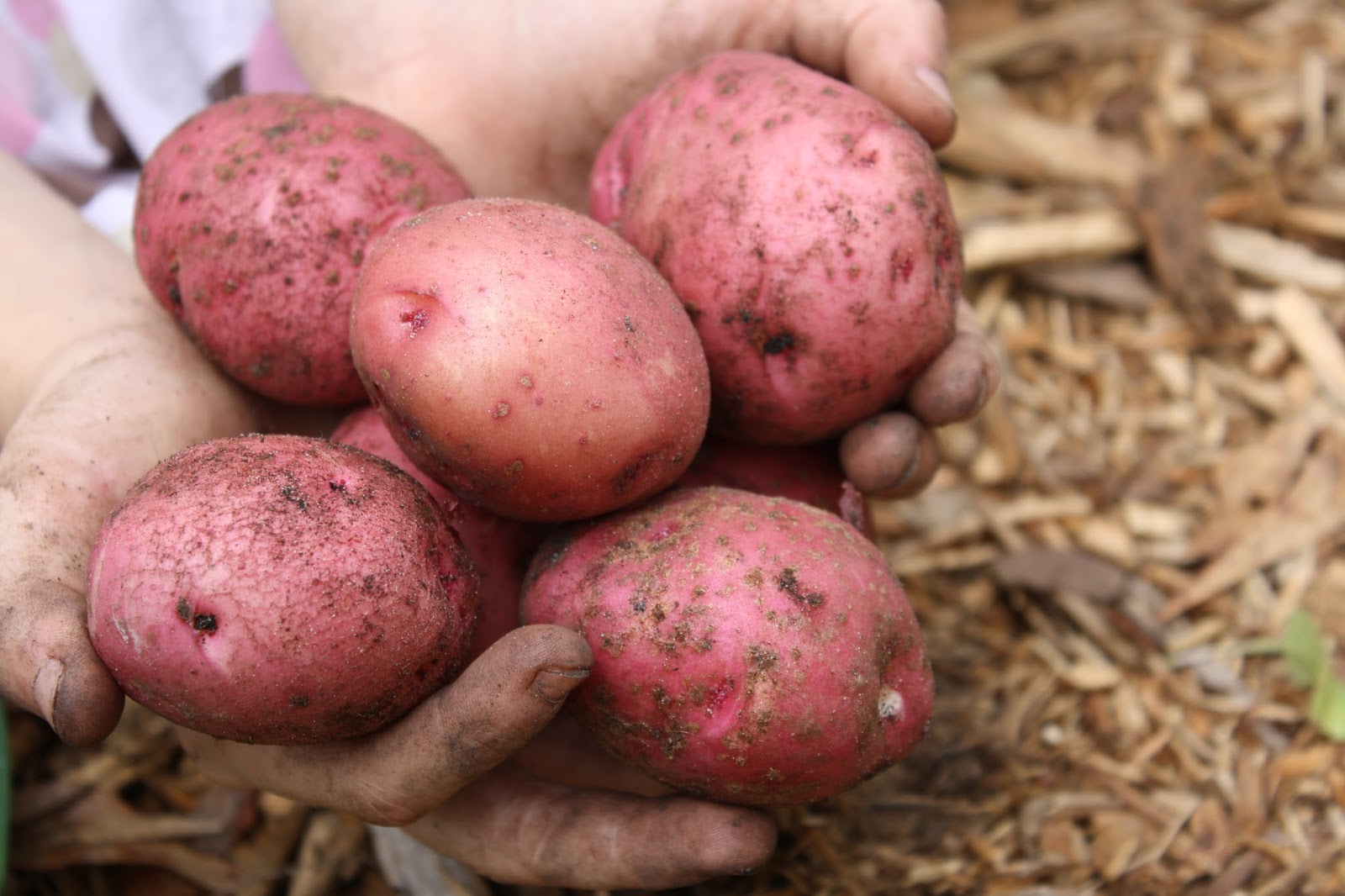 Harvest Preschool Activities: A Social Studies Lesson