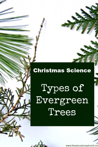 Christmas Science: Types of Evergreen Trees