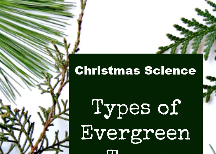 Christmas Science: Types of Evergreen Trees