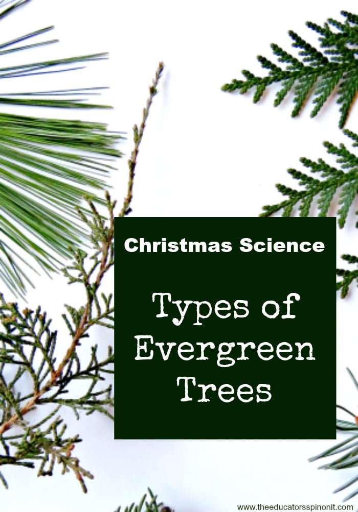 Christmas Science: Types of Evergreen Trees 