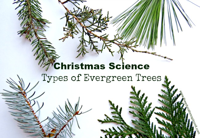 Christmas Science: Types of Evergreen Trees