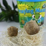 praying mantis egg cases a kit for kids to explore life cycles