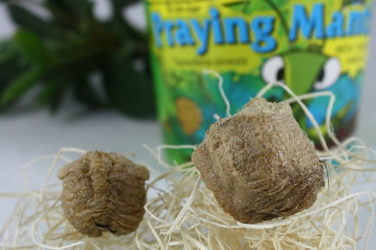 praying mantis egg cases a kit for kids to explore life cycles