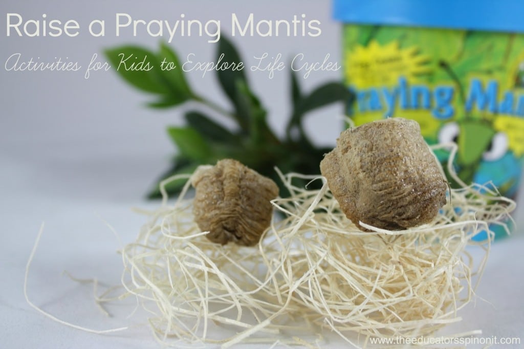 Raise a praying mantis, best spring science experiments for kids