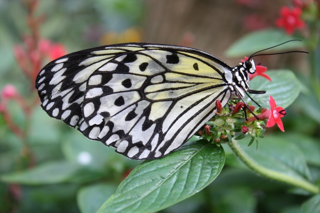 White butterfly 