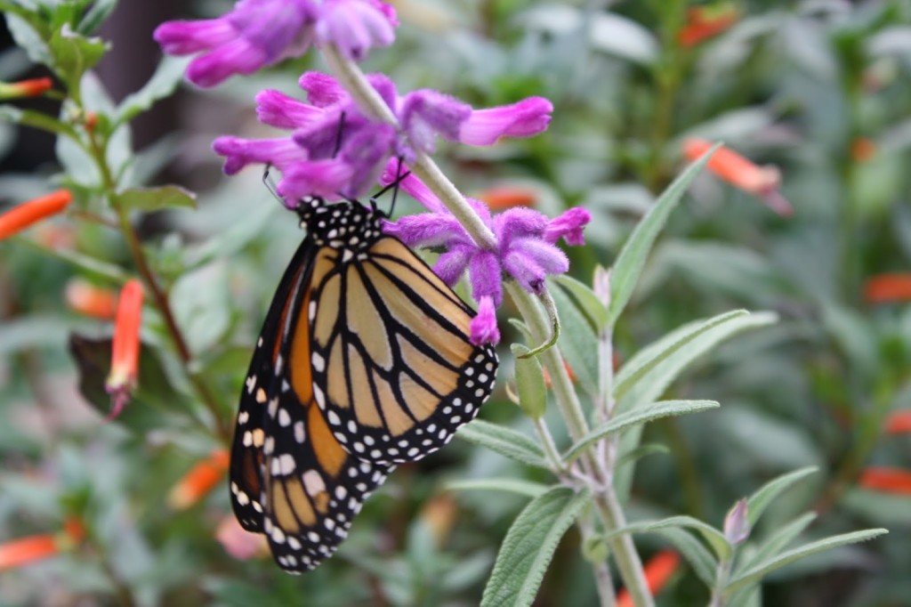 Monarch Butterfly on purple flower