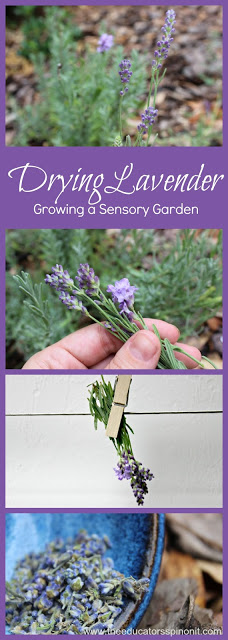 How to dry lavendar: a sensory garden activity for all ages