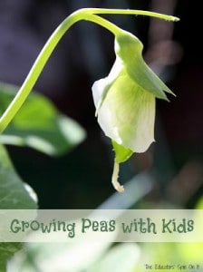 Growing Peas with Kids Includes Printable Garden Journal from The Educators' Spin On It