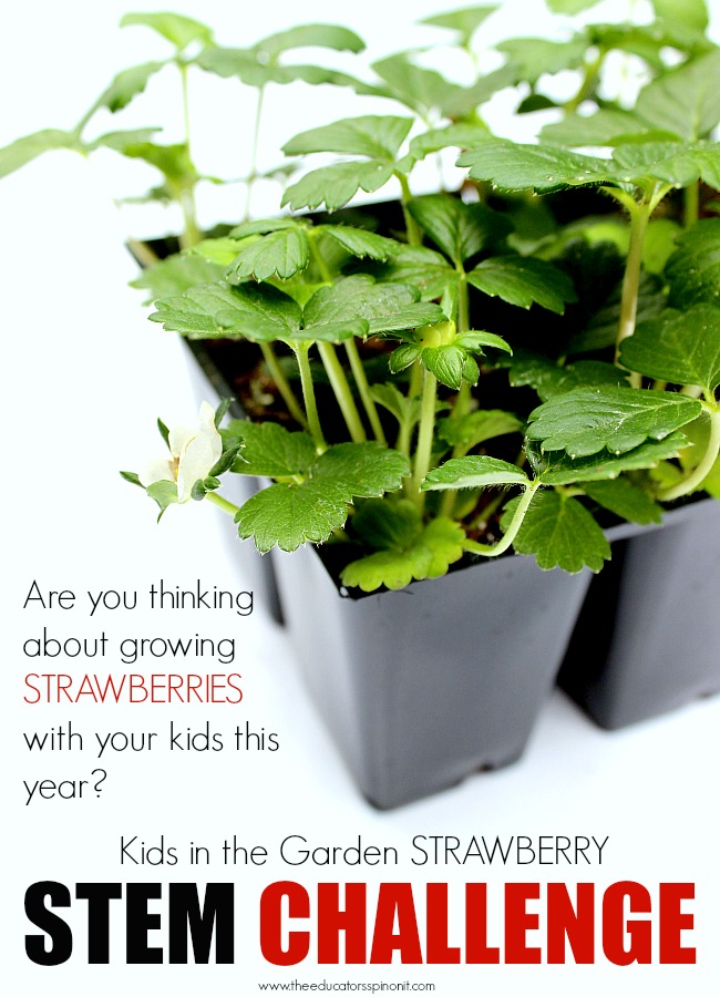 Strawberry STEM Challenge, learning science, technology, engineering, and math in the garden with kids. BUDGET FRIENDLY STEM Activity