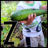 Z is for Zucchini