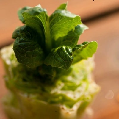 Growing Romaine Lettuce from Kitchen Scraps
