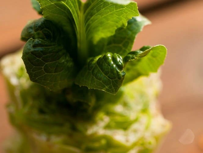 Growing Romaine Lettuce from Kitchen Scraps : An easy science experiement to do with your kids