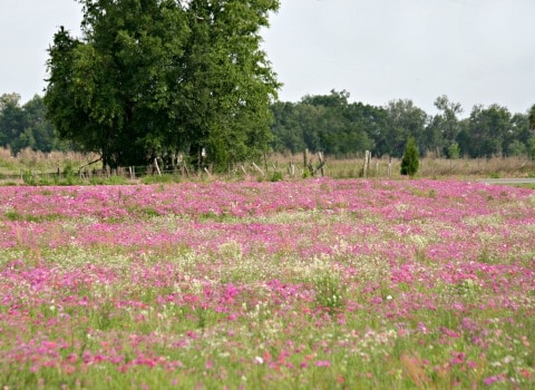 field of pink flowers