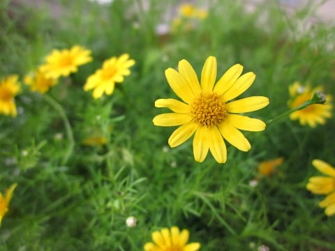 yellow spring flower in garden