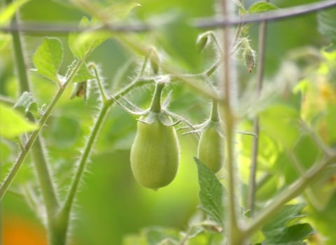 tomato in kids garden