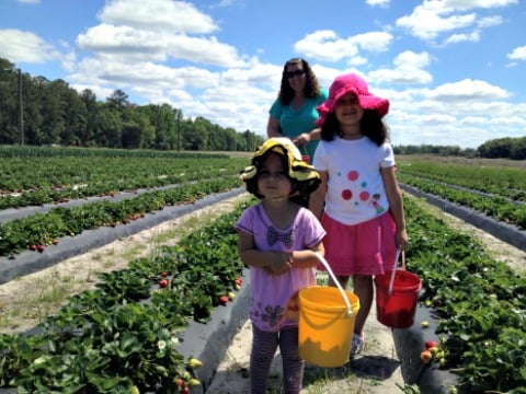 girls picking strawberries