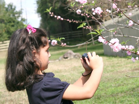 small girl taking picture of flowers