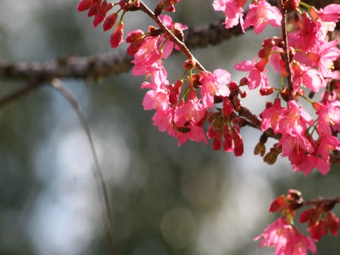 pink spring blossoms