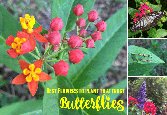 Best Flowers to Plant to Attract Butterflies