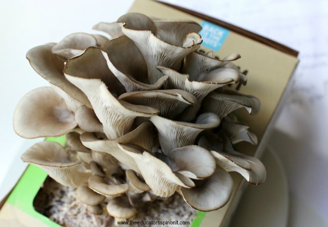 Mushroom Farm in a Box Spring Science Experiment for kids