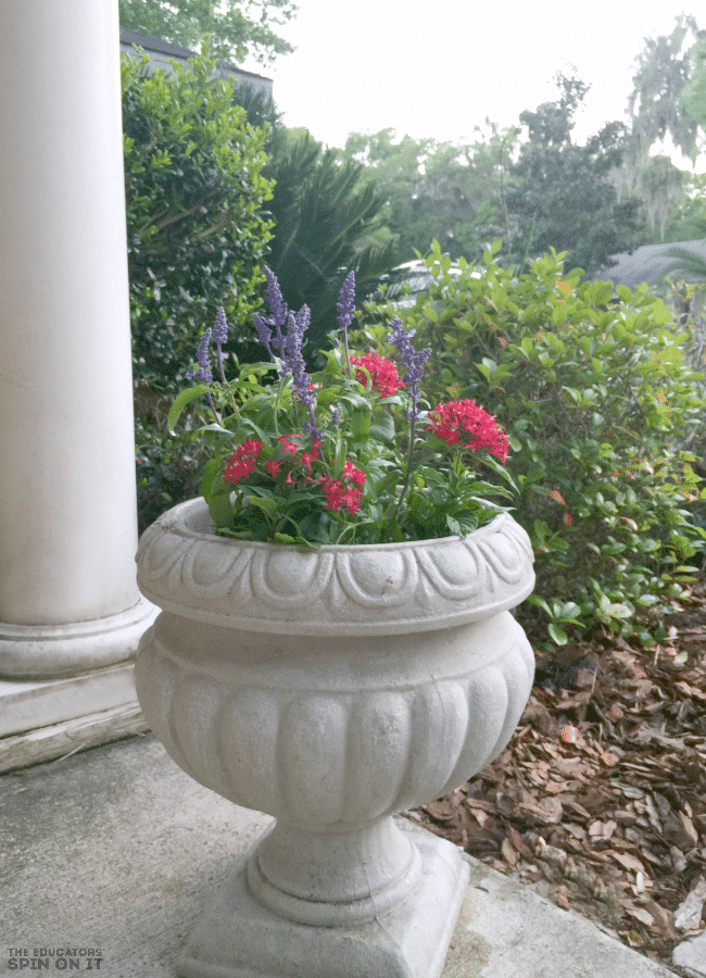 Potting Plants to Attract Butterflies