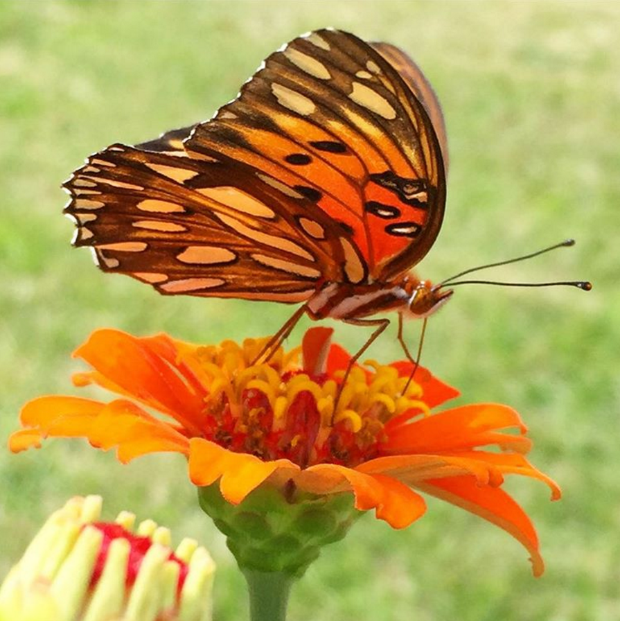 Butterflies attracted to Zinnias in Gardne 